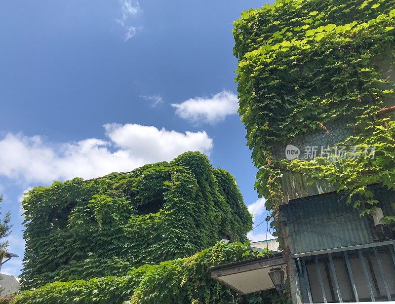 横滨的废弃房屋上爬满了绿色的攀缘植物