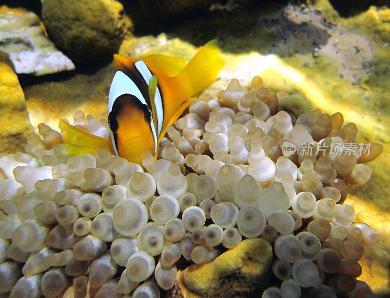 水下的红海，小丑鱼和海葵，自然光