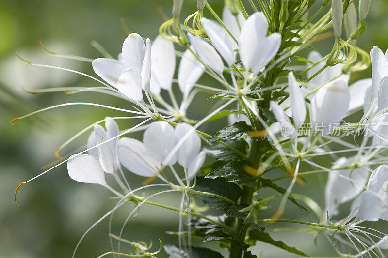 花蜘蛛