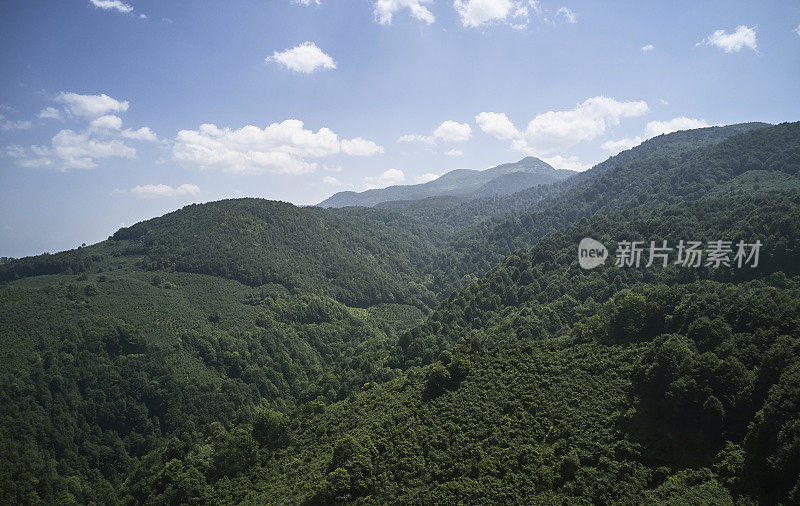 健康的绿色树木在云杉，冷杉和松树森林