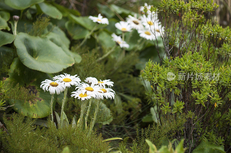 亚瑟山口国家公园的多布森自然步道上的野花