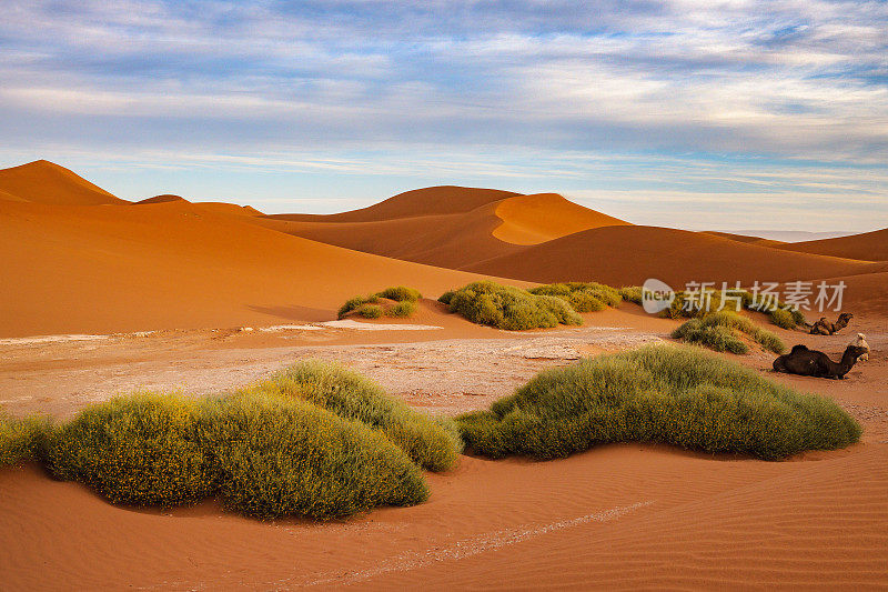 骆驼在撒哈拉沙漠的夕阳下休息，早晨，米哈米德，摩洛哥，北非