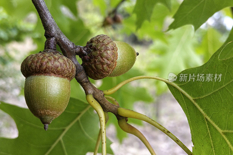 一个橡树和橡子的细节