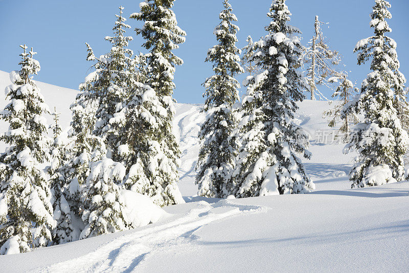 冬季高山云杉林中的滑雪道