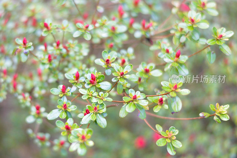 春天的花园