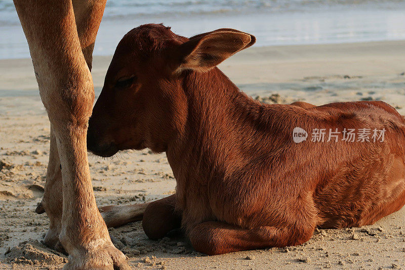 图片中，棕色的印度圣牛和小牛躺在海滩上看海，野牛在水边的沙子上休息，帕洛伦海滩，印度南部果阿