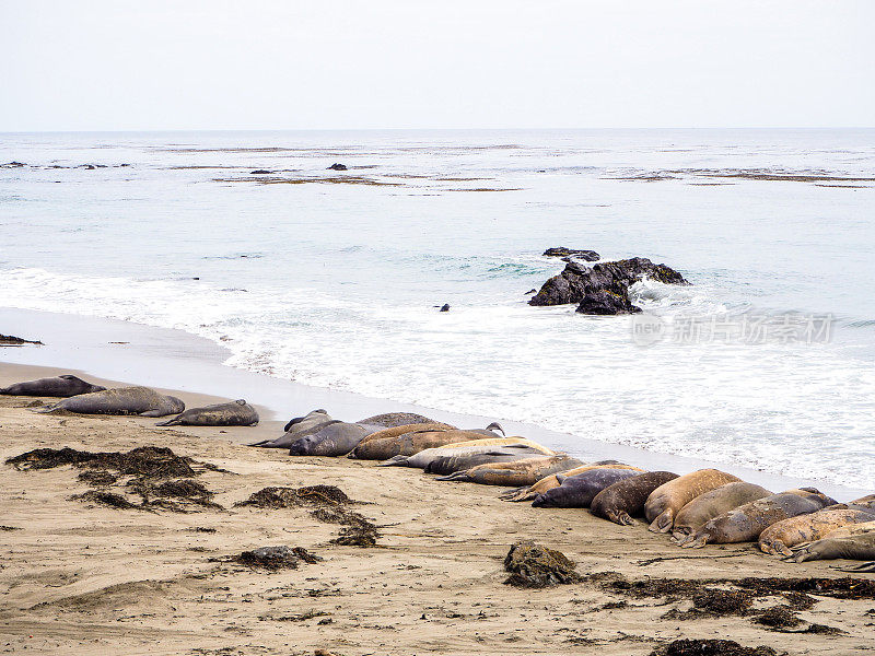 象海豹在太平洋海岸1号公路上