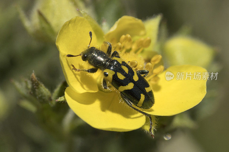 华丽的方格甲虫在科罗拉多埃文斯山荒野上吃野生五叶蕨