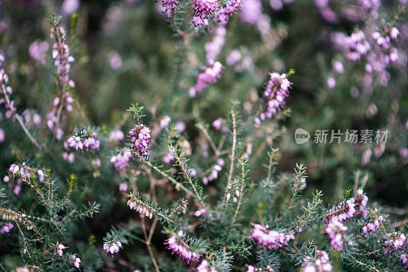 植物与花:一种粉红色的石南丛