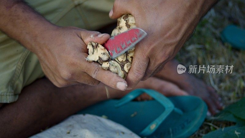 在南太平洋瓦努阿图的一个热带岛屿上，一名当地黑人下午用一把刀清洗根部，准备卡瓦汁饮料
