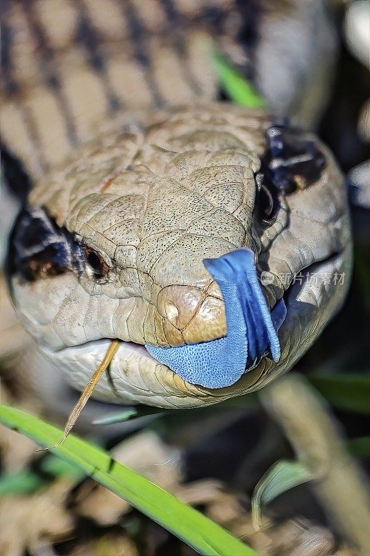 蓝舌蜥蜴