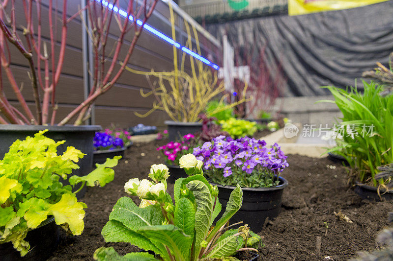 花卉和植物在一个家庭和花园展览