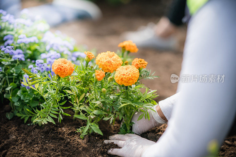 种花