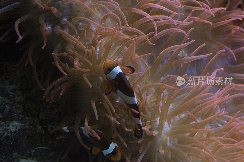 小丑鱼和海葵