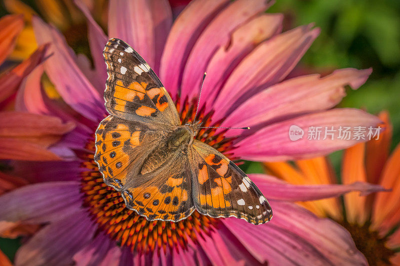 Butterfly-lady-in-law。凡妮莎·卡杜在吃紫锥菊。