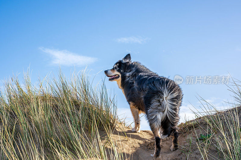 海岸沙丘上的边境牧羊犬