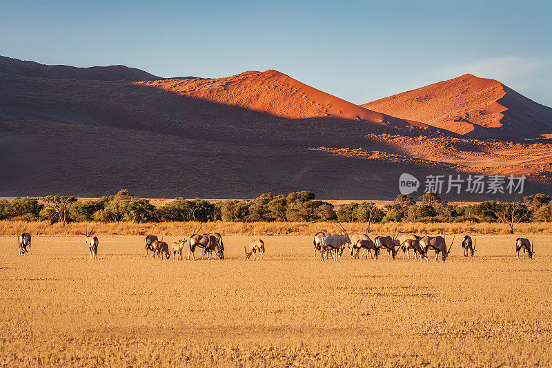 羚羊群在纳米比亚-诺克鲁夫特国家公园放牧
