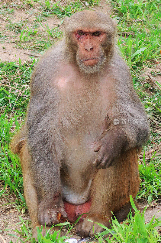 这是印度北方邦，德里公共公园里，一只雄性野生粉红脸猕猴坐在草地上的图片