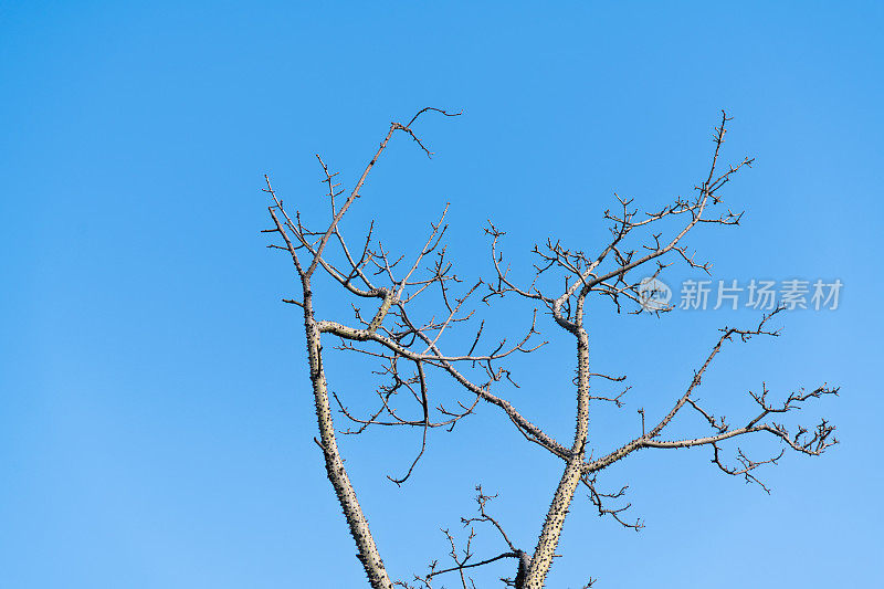 裸树与蓝天背景