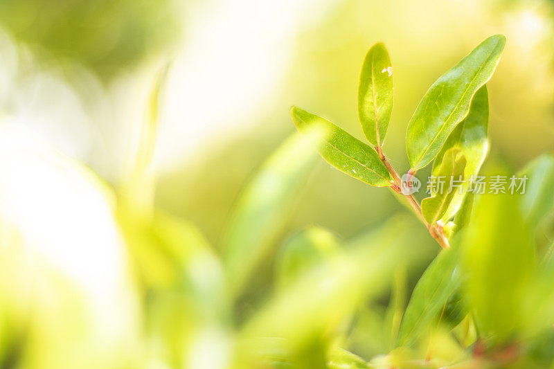 美丽的绿色散景圈的自然背景