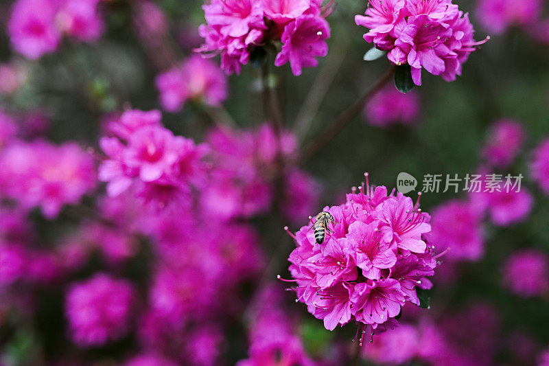 蜜蜂从杜鹃花中采集花蜜