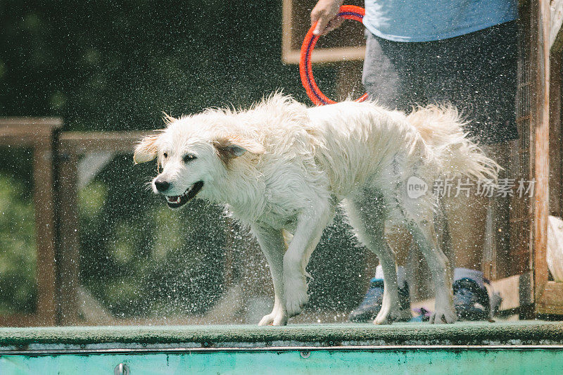 金毛猎犬抖掉水池中的水