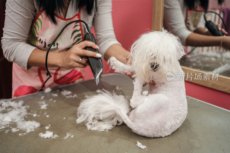 在美容沙龙的马耳他犬