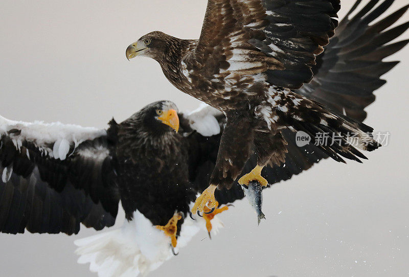 日本北海道的虎头海雕和白尾鹰