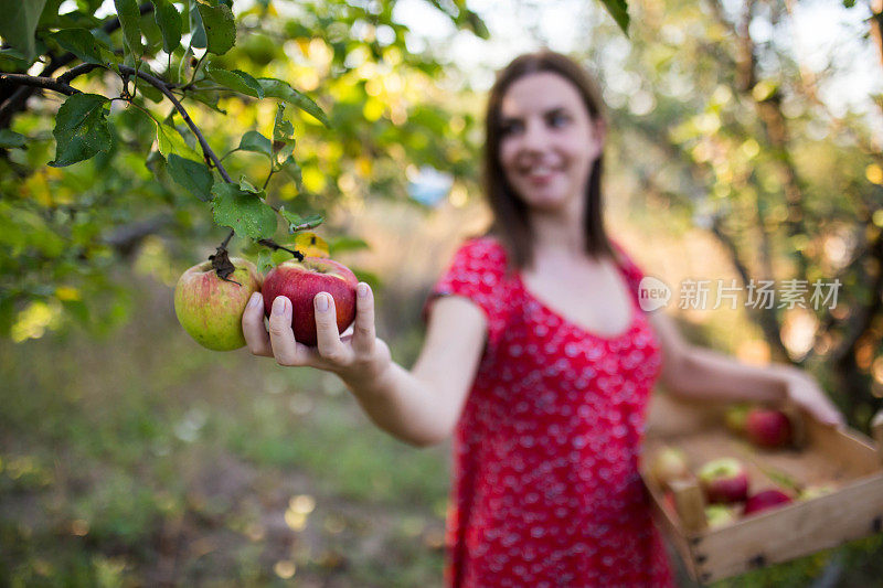 那位妇女正在摘苹果