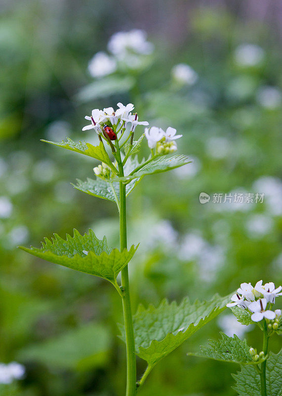 一只雌虫坐在大蒜芥菜花上，这是加拿大的一种入侵植物，正在森林里开花