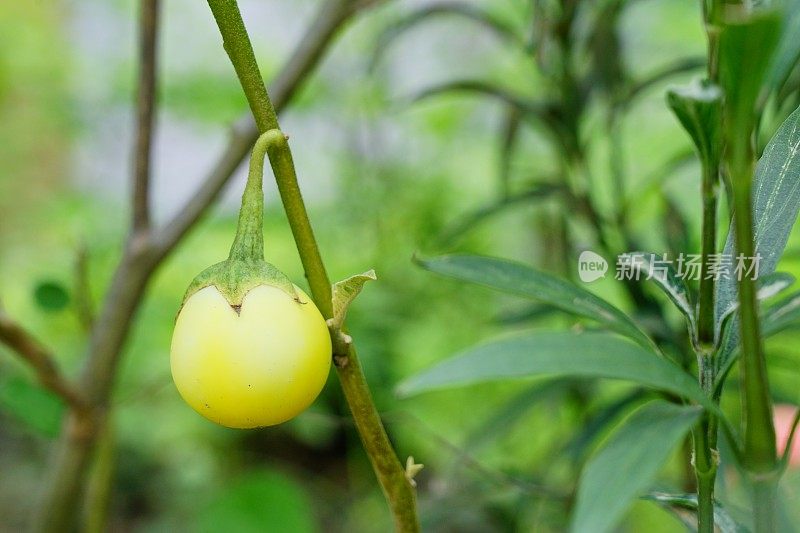 黄白色的茄子在花园里