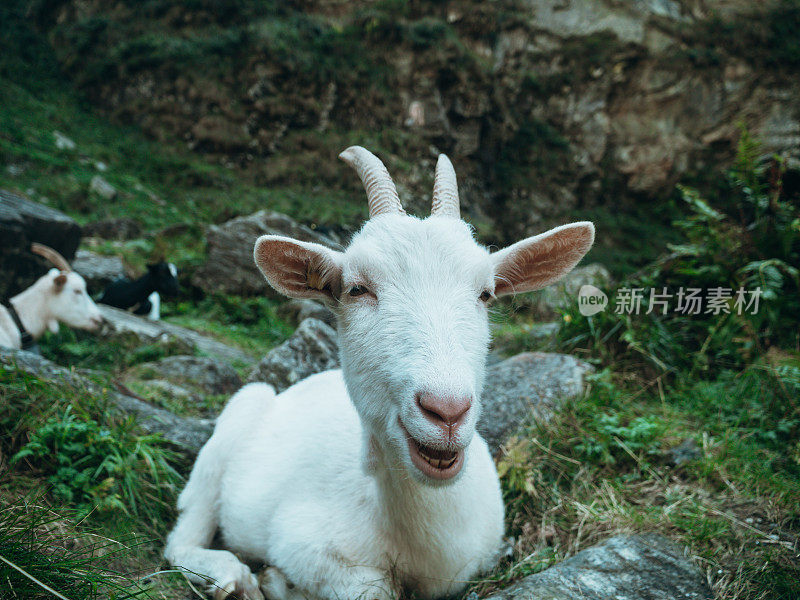 山路上的山羊肖像