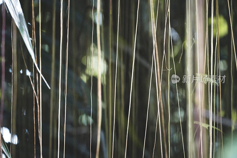 热带雨林中的绿色植物