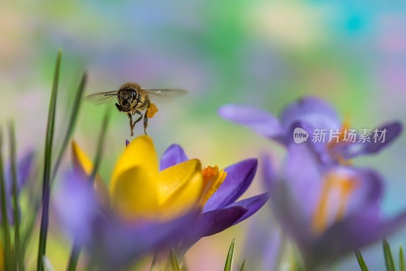 蜜蜂在磨粉