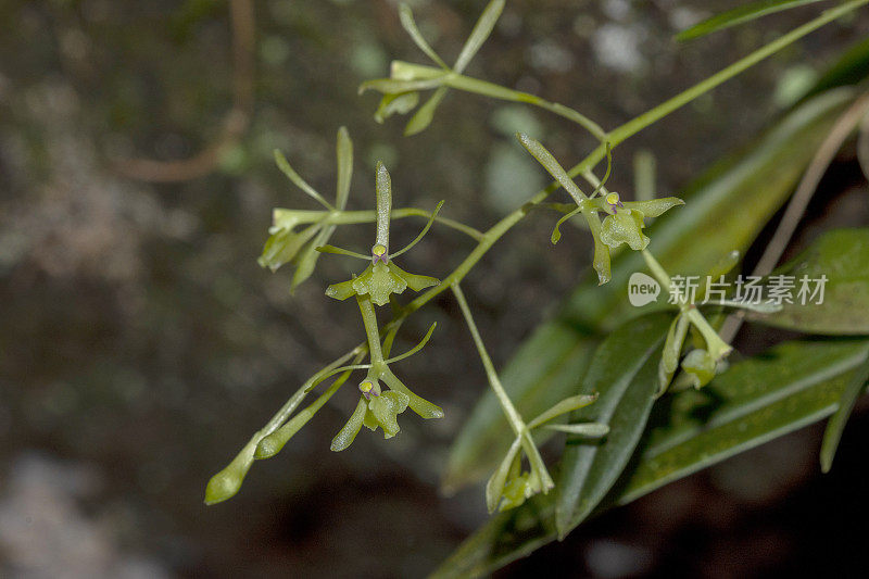 绿飞兰的小枝，有几朵花，对角线长