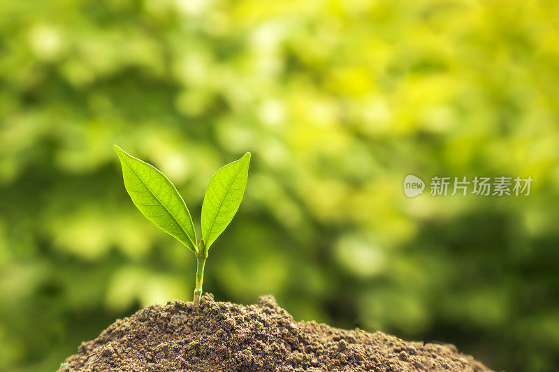 商业成长理念:在中性背景下种植树木，特写新鲜的绿色植物