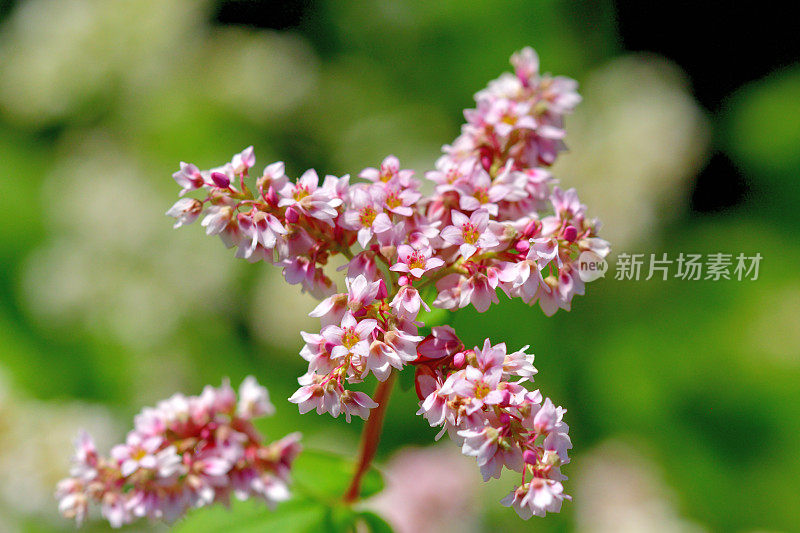 荞麦花:白色和粉红色