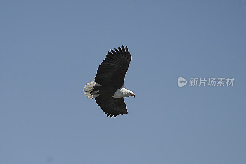 非洲Fish-Eagle