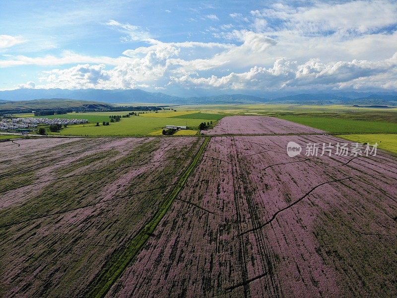 中国新疆美丽的花海鸟瞰图