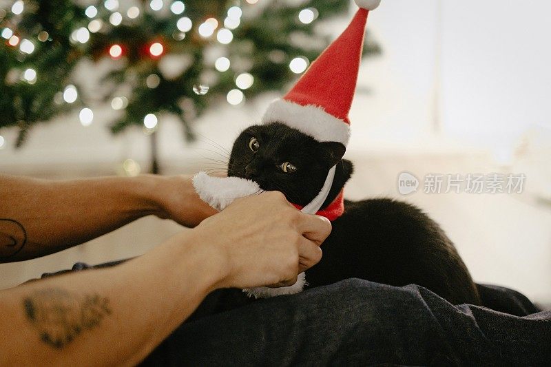 男人给猫戴上圣诞老人的帽子