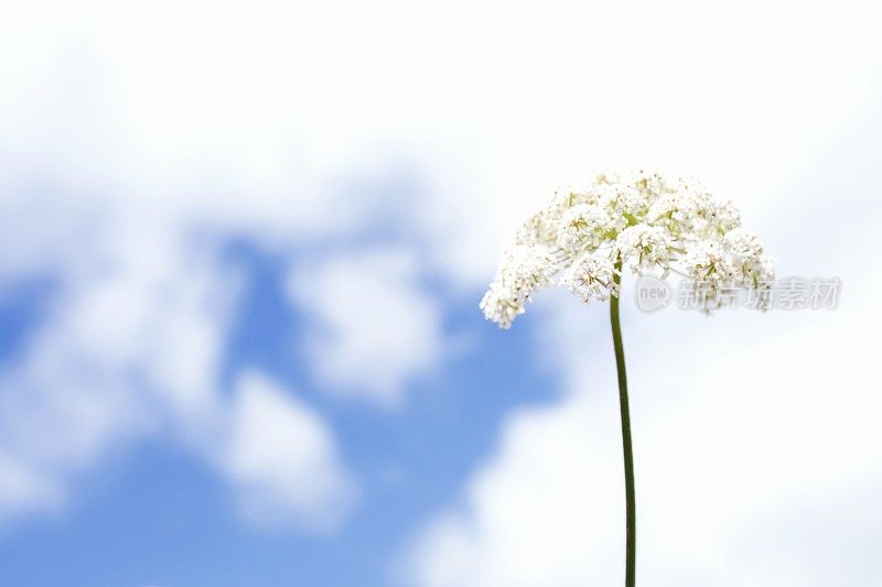 粉彩花浸草甸花