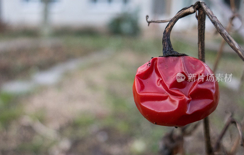 冬季花园干红辣椒