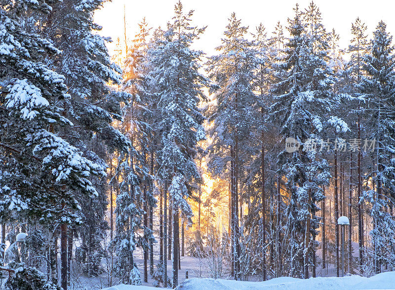 冬天的风景。白雪皑皑的松树和透过树枝的阳光。冬日森林里的夕阳。