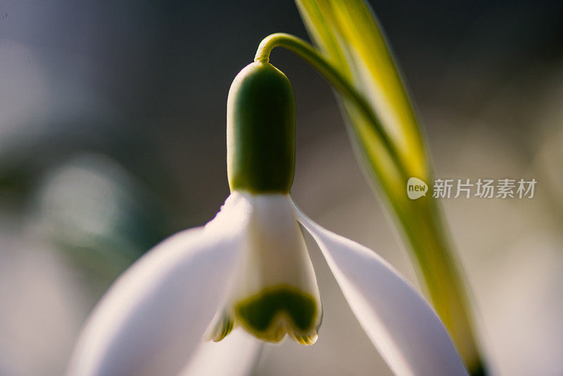 雪花莲