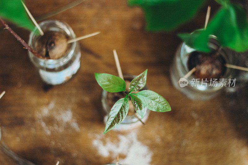 在家种植鳄梨