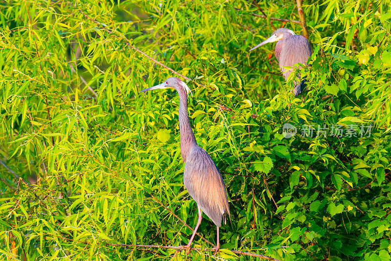 清晨的沼泽鸟——南卡罗来纳的希尔顿海德