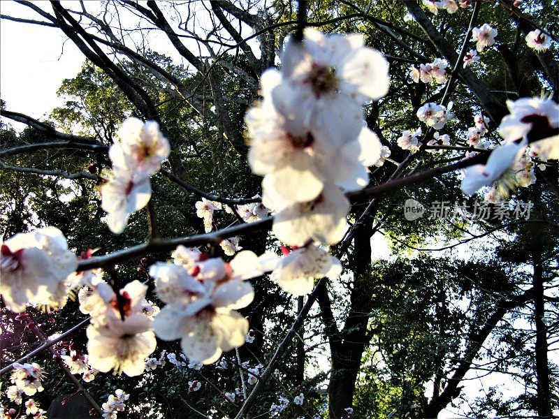 日本。3月。梅花在夕阳下绽放。