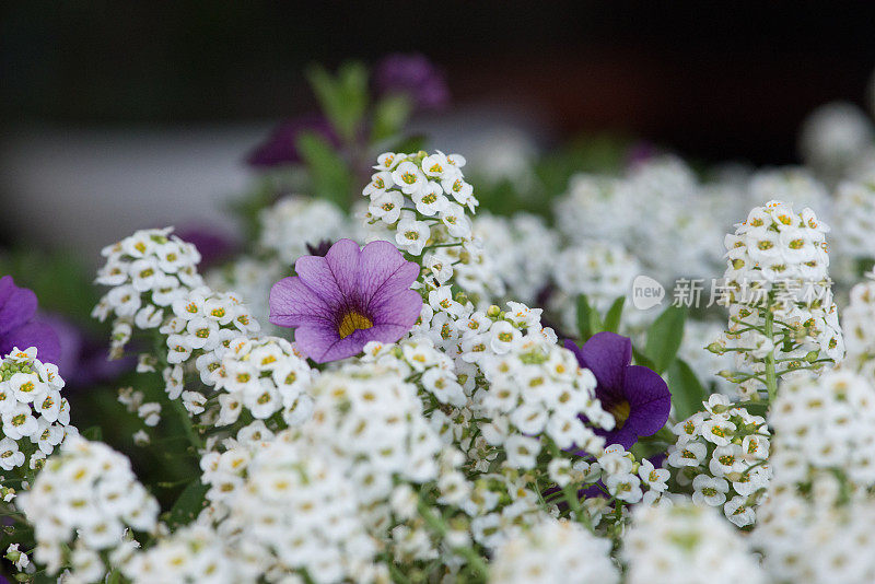 美丽的风景与鲜花的田野