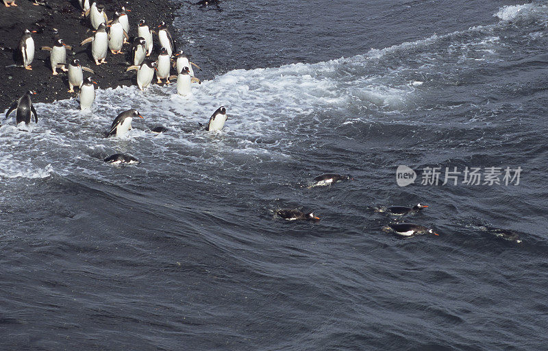 巴布亚企鹅，Pygoscelis巴布亚，汉娜角，利文斯顿岛，南设得兰群岛，南极洲。企鹅目,企鹅科。离开黑色的石滩，进入大海。