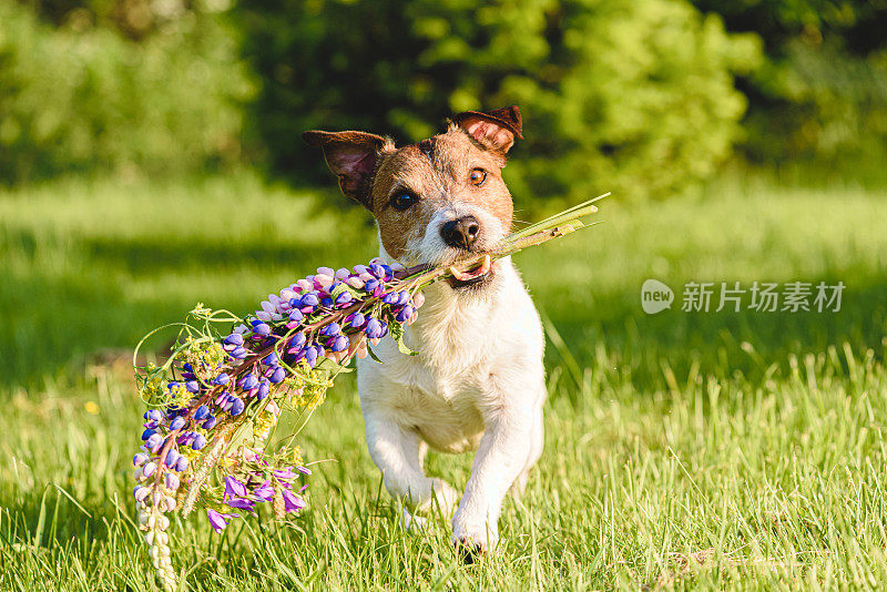在阳光明媚的日子里，可爱的狗狗拿着羽扇豆做成的夏日鲜花在草坪上奔跑